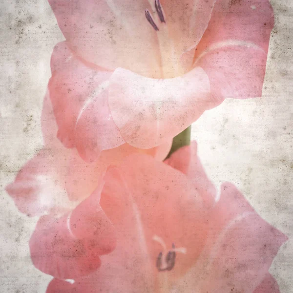 Textured Stylish Old Paper Background Gentle Pink Gladiolus — Stock Photo, Image