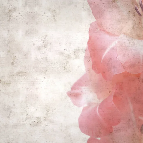 Textured Stylish Old Paper Background Gentle Pink Gladiolus — Stock Photo, Image