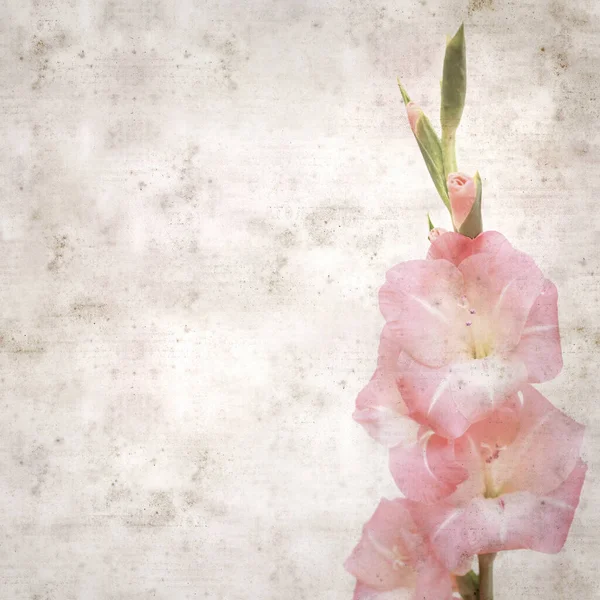 Getextureerde Stijlvolle Oude Papieren Achtergrond Vierkant Zachte Roze Gladiolus — Stockfoto