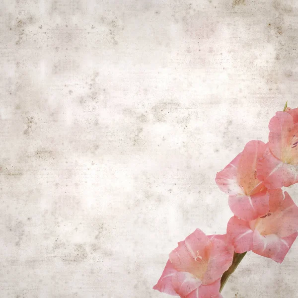 Текстурированный Стильный Старый Бумажный Фон Квадратный Нежный Розовый Гладиолус — стоковое фото