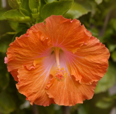 Güzel melez Hibiscus rosa-sinensis namı diğer Çin amblemi.