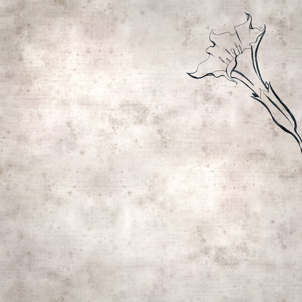 текстура стильный старый бумажный фон, квадратный, с Datura страмония, шипы яблока