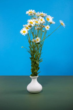 Natürmort beyaz bir vazoda papatyalar bir buket