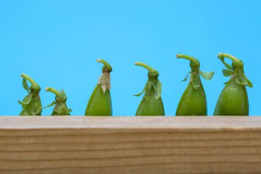 Mavi bir arka plan üzerinde yeşil bezelye ile natürmort