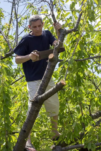 Homem Corta Galhos Secos Uma Árvore Jardim — Fotografia de Stock