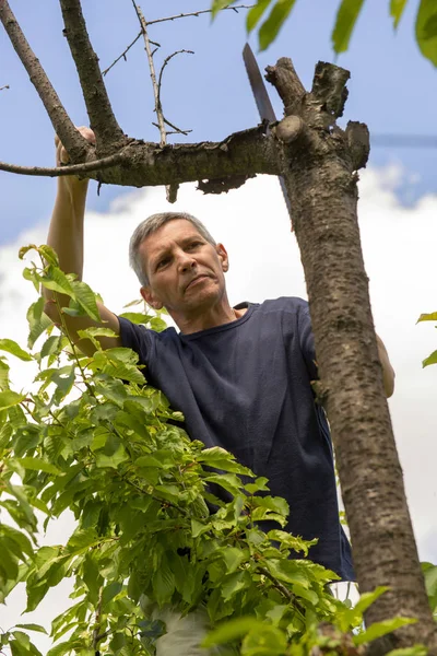 Homem Corta Galhos Secos Uma Árvore Jardim — Fotografia de Stock