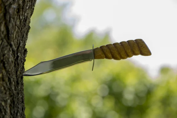 Big Sharp Knife Sticks Out Tree — Stock Photo, Image