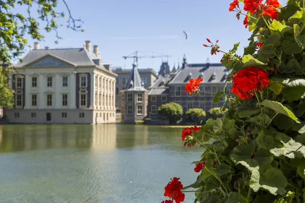 Geranienbusch Auf Dem Hintergrund Von Gebäuden Binnenhof — Stockfoto