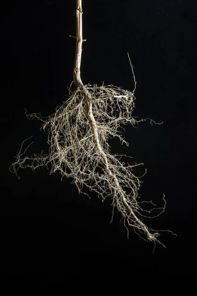 黒の背景に植物の乾燥根 — ストック写真