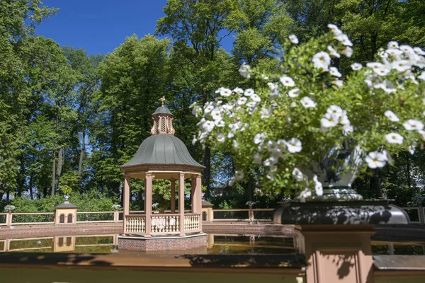 Saint Petersburg Rússia Agosto 2018 Árvore Lago Jardim Verão São — Fotografia de Stock