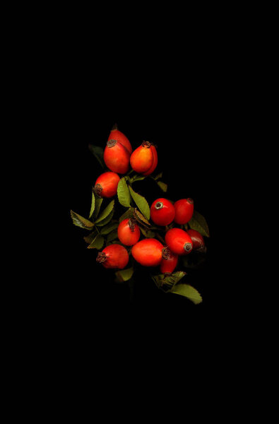 The branch with the fruits of wild rose on a black background