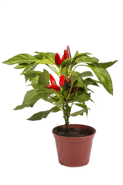 Beyaz arkaplanda süslü biber kapsülü