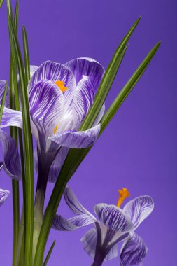 Çiğdem mor bir arka plan üzerine bir çalı