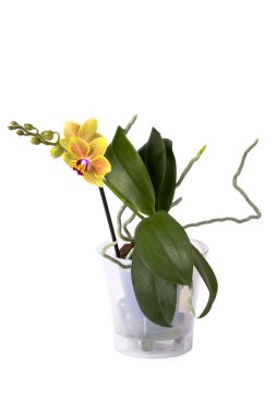 Bush cüce phalaenopsis orkide beyaz zemin üzerinde bir tencerede