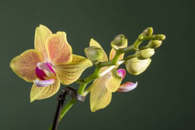 Phalaenopsis orkide yakın çekim yeşil zemin çiçek