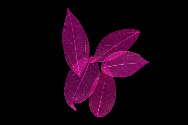 Doğal iskelet bir siyah arka plan üzerine bırakır