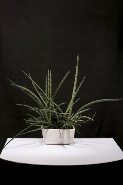 Karanlık bir arka plana karşı bir masada bir tencerede houseplant