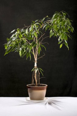 Karanlık bir arka plana karşı bir masada bir tencerede houseplant