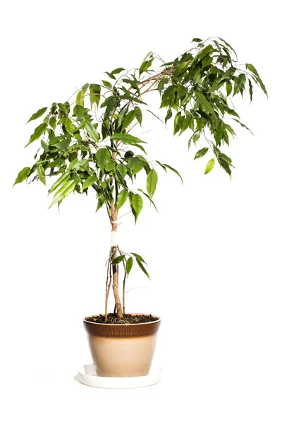 Plant Een Pot Tafel Een Witte Achtergrond — Stockfoto