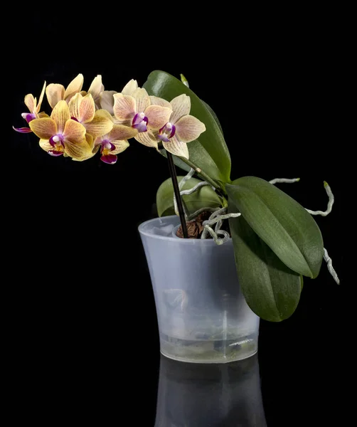 Bush Dwarf Phalaenopsis Orchid Pot Black Background — Stock Photo, Image