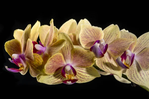 Kwiat Phalaenopsis Orchidea Zbliżenie Czarnym Tle — Zdjęcie stockowe