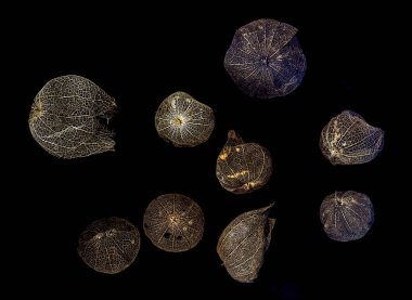 Siyah bir arka plan üzerinde physalis kurutulmuş meyve