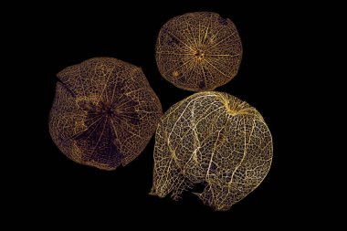 Siyah bir arka plan üzerinde physalis kurutulmuş meyve