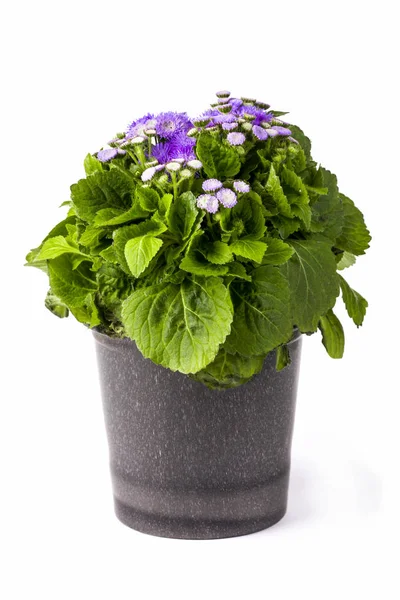 Petunia Ageratum Flower Pot White Background — Stock Photo, Image