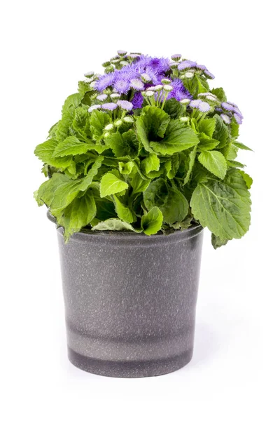 Petunia Ageratum Maceta Sobre Fondo Blanco — Foto de Stock