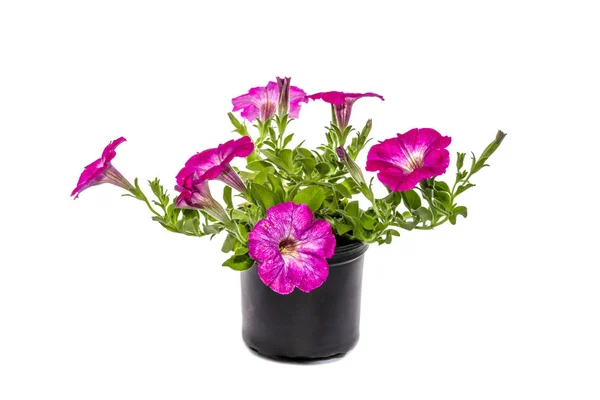 Beyaz bir arka plan üzerinde bir tencerede pembe çiçekler ile Petunia