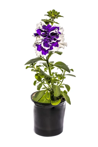 Petunia Con Flores Moradas Una Maceta Sobre Fondo Blanco — Foto de Stock