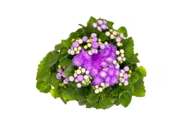 Petunia Ageratum Vaso Flores Fundo Branco Vista Superior — Fotografia de Stock