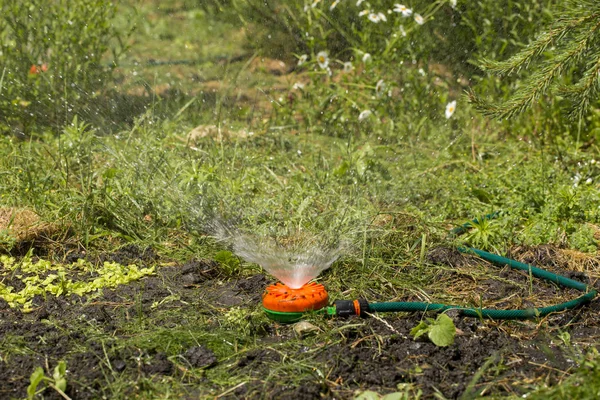 Die Wachsenden Gurken Mit Einem Universellen Gartensprenger Gießen — Stockfoto