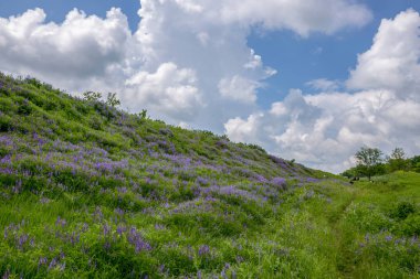 Kır çiçekleri ile yaz kırsal manzara