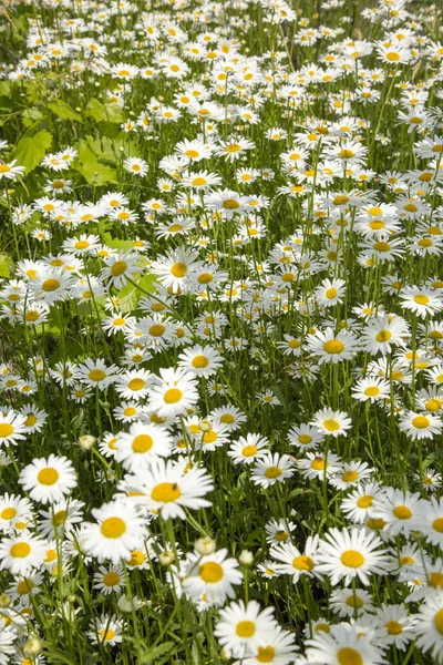 庭のフィールドカモミールの花 — ストック写真