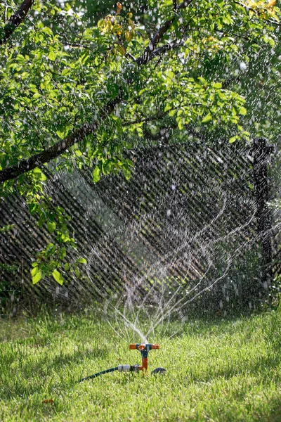 普遍的な庭のスプリンクラーで成長しているキュウリに水をやる — ストック写真