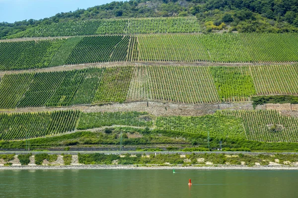 View of the vineyards in the Rhine Valley in Germany — Stock Photo, Image