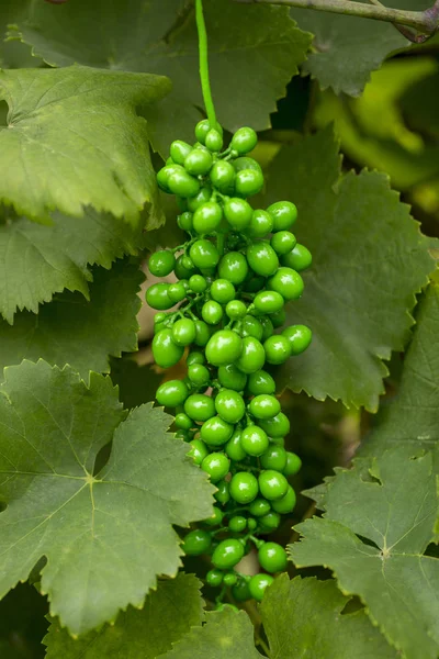 Bunch Grapes Green Paint Branch — Stock Photo, Image