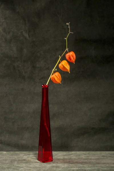 赤い瓶の中にフィサリスの枝を持つ静物 — ストック写真