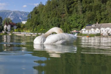 Beyaz kuğu Slovenya Bled Gölü'nün su yüzeyinde yüzer