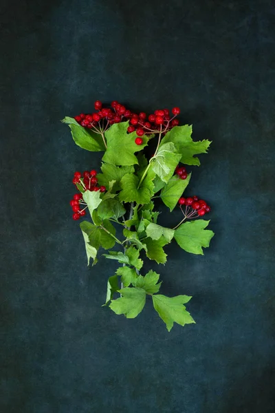 Zweige Und Früchte Von Reifem Roten Viburnum Auf Dunklem Hintergrund — Stockfoto