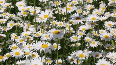 Rüzgarda sallanan beyaz papatyalar.