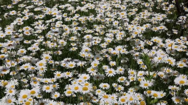 Feld Blühender Weißer Gänseblümchen Wiegt Sich Wind — Stockvideo