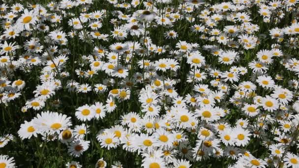 Feld Blühender Weißer Gänseblümchen Wiegt Sich Wind — Stockvideo