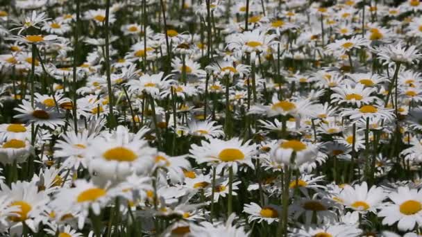 Campo Flores Margaritas Blancas Balanceándose Viento — Vídeo de stock