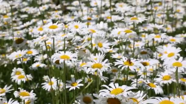 Gebied Van Bloeiende Witte Madeliefjes Zwaaiend Wind — Stockvideo