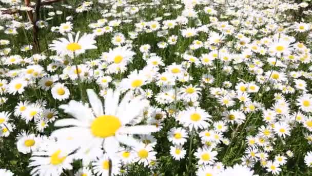 Campo Margaridas Brancas Florescendo Balançando Vento — Vídeo de Stock