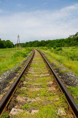 Bir demiryolu ve meşe koruluğuyla yaz manzarası