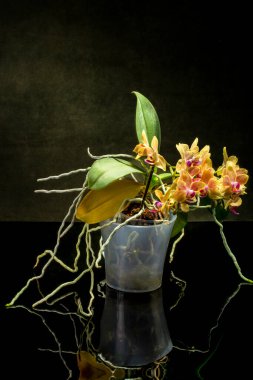 Phalaenopsis orkide çalısı karanlık bir arka planda saksıda