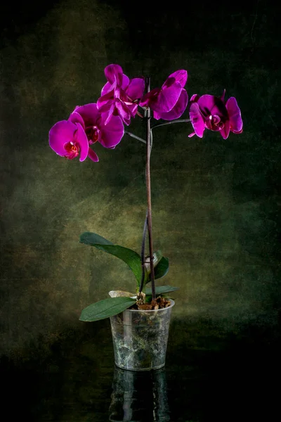 Phalaenopsis Orchid Bush Pot Dark Background — Stock Photo, Image